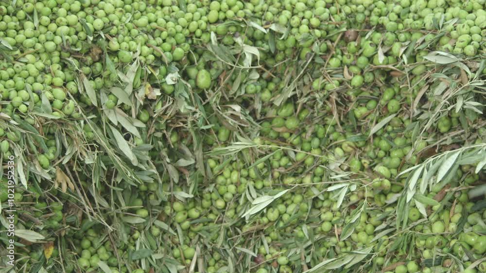 Olive oil production, olives flow in the mill line Olive oil production, olives flow in the mill line