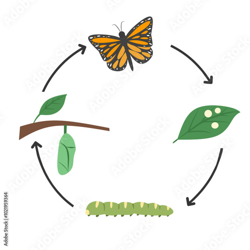 Illustration of life cycle a butterfly, life cycle of a butterfly cartoon