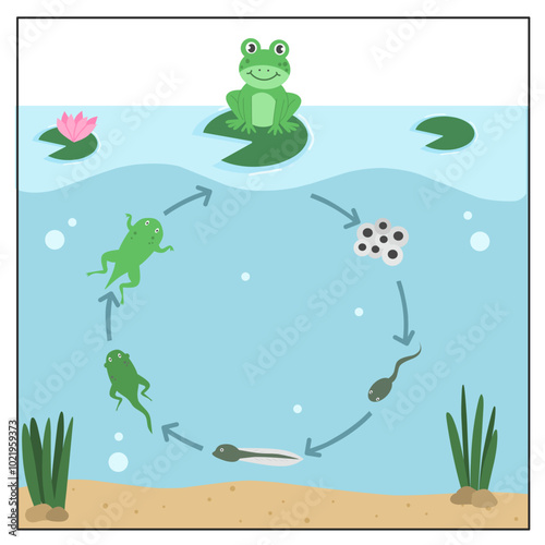 Illustration of life cycle a frog with river background, life cycle of a frog cartoon