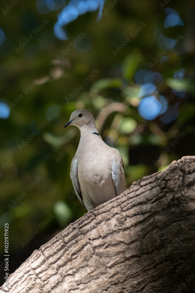 Rock pigeon on a tree in the park Rock pigeon on a tree in the park