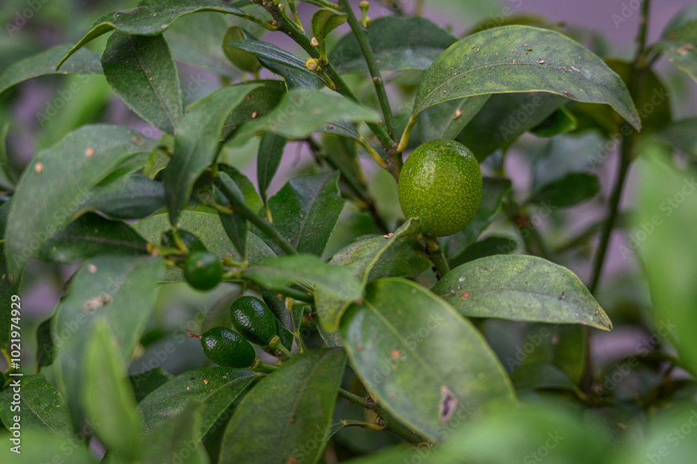Fresh green lemon fruit on the tree.
Fresh green lemon fruit on the tree.