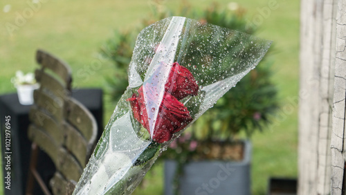 Solitary Rose Sheltered in the Rain