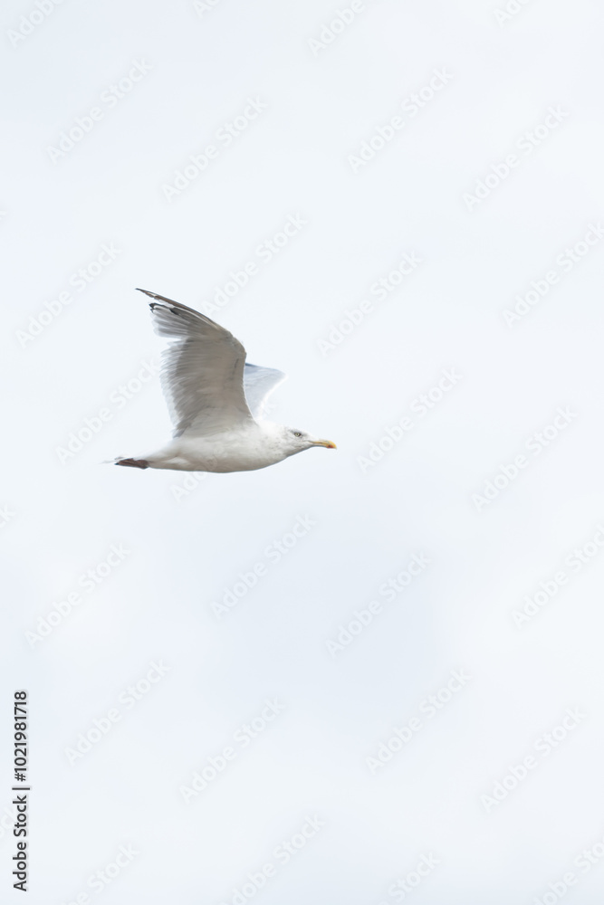 A Herring Gull Flies along the New Jersey Coast during fall A Herring Gull Flies along the New Jersey Coast during fall