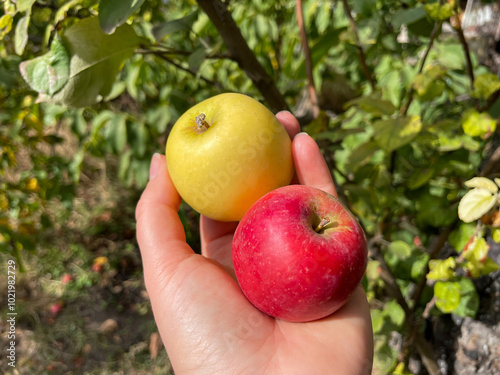 Ripe red and yellow apples in female hand close up in apple garden in autumn time