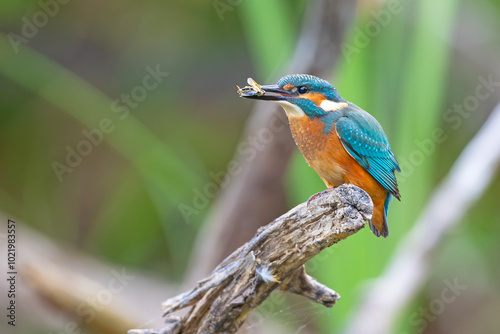 Zimorodek (Alcedo atthis)