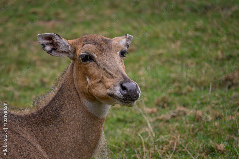An adult antelope with no horns is chewing grass.
An adult antelope with no horns is chewing grass.