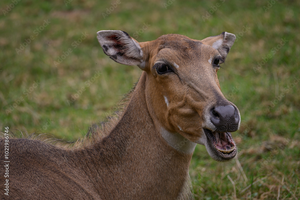 An adult antelope with no horns is chewing grass.
An adult antelope with no horns is chewing grass.