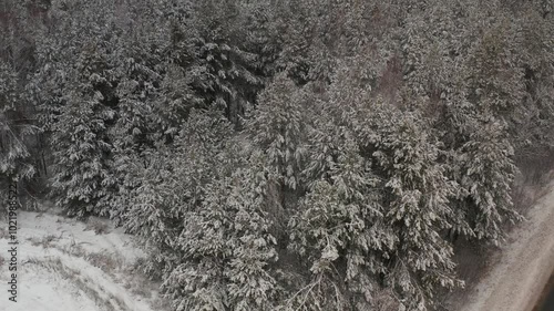 Snow gently falling on a peaceful forest landscape during a cloudy winter day