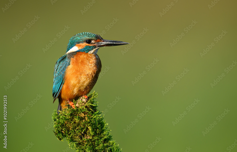 European Kingfisher ( Alcedo atthis ) close up European Kingfisher ( Alcedo atthis ) close up