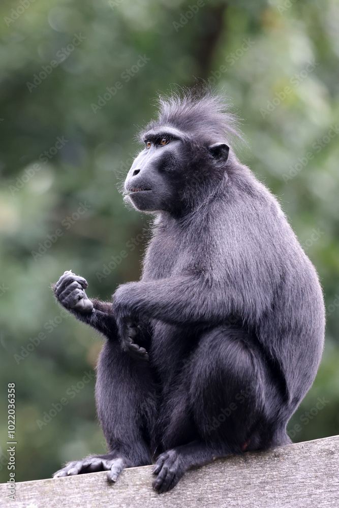 Fototapeta premium Crested Macaque (Macaca Nigra) in natural habitat