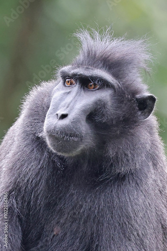 Crested Macaque (Macaca Nigra) in natural habitat