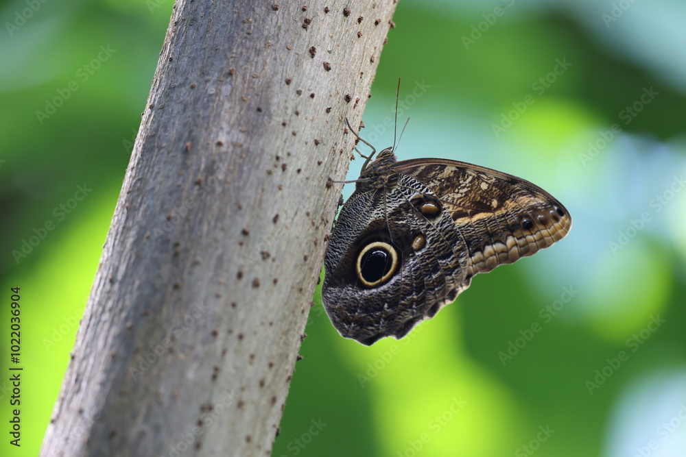 Caligo atreus butterfly perching on tree bark