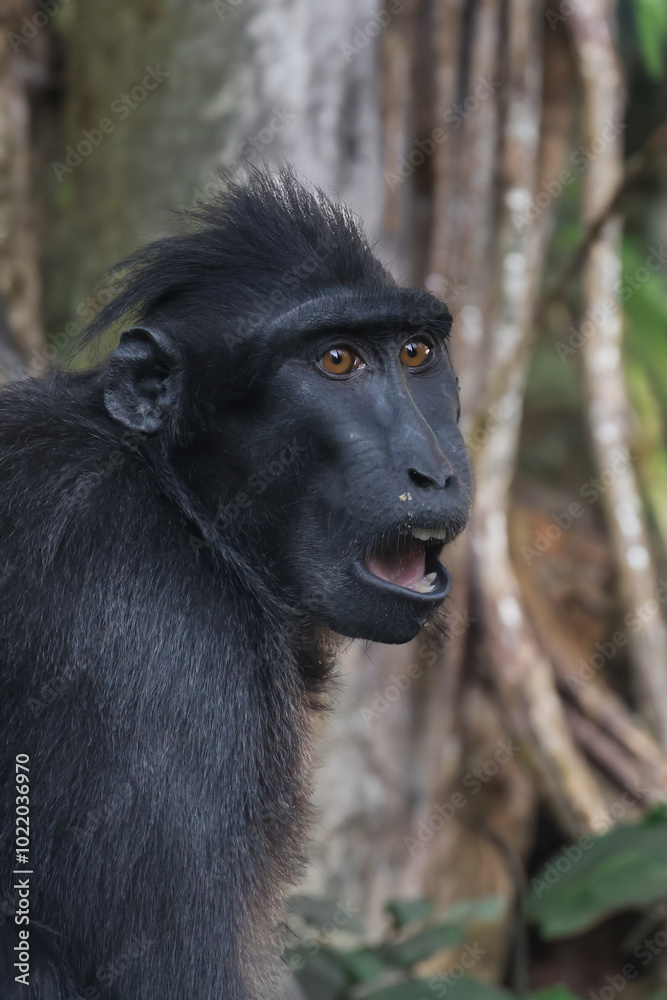 Crested Macaque (Macaca Nigra) in natural habitat
