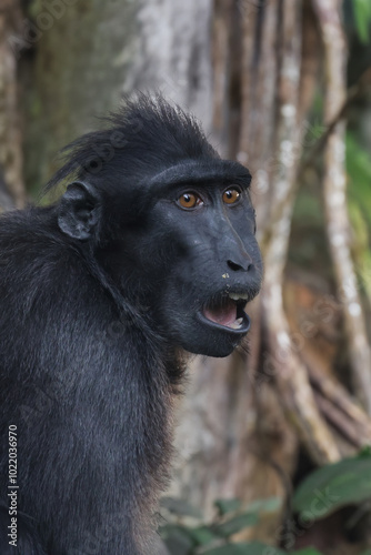 Obraz na płótnie Crested Macaque (Macaca Nigra) in natural habitat w salonie