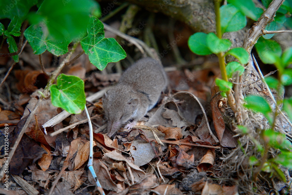 Pygmy Shrew in Wild Grass: Pale Grey-Brown Fur and Long Hairy Tail