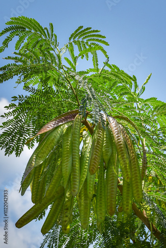 Lamtoro, kemlandingan, petai selong or petai cina (Leucaena leucocephala) as food and alternative herbal medicine photo