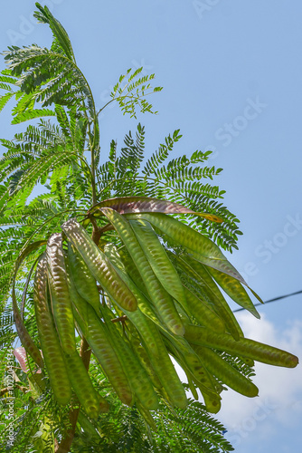 Lamtoro, kemlandingan, petai selong or petai cina (Leucaena leucocephala) as food and alternative herbal medicine photo