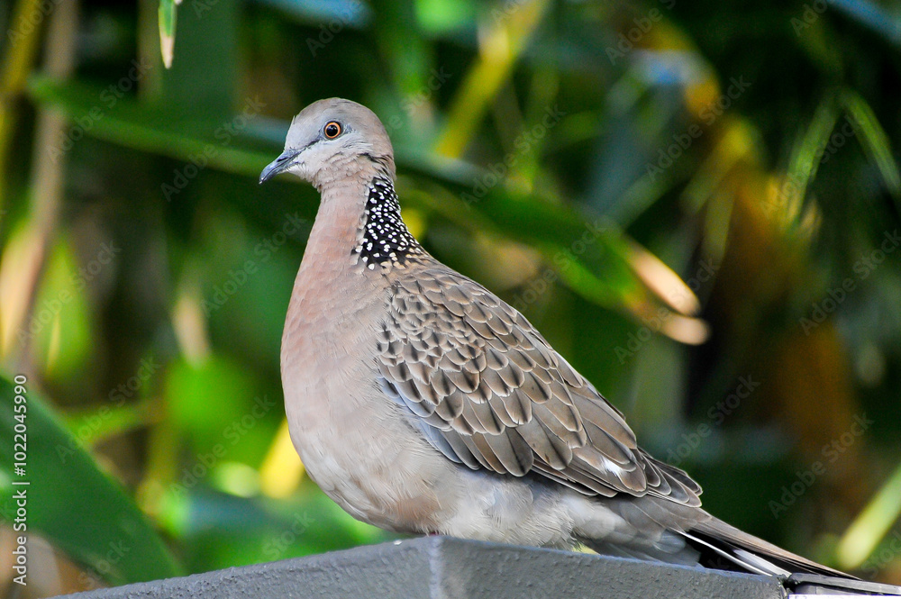 Plan serré sur cet oiseau posé sur un mobilier urbain. Plan serré sur cet oiseau posé sur un mobilier urbain.