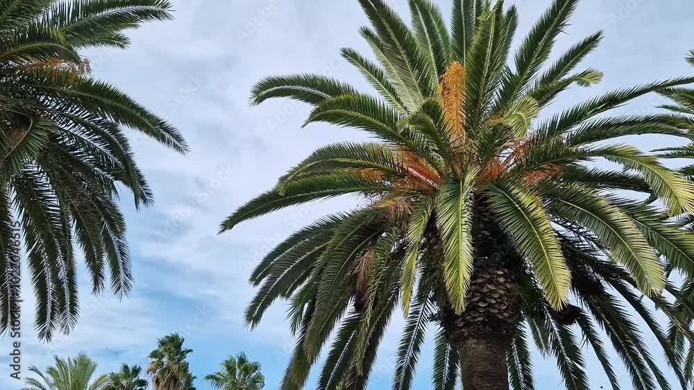 Green palm leaves against sky, view from bottom up. Nature background. Palm leaves background. Palm trees Green palm leaves against sky, view from bottom up. Nature background. Palm leaves background. Palm trees