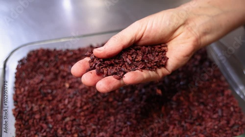 Artisan hand delicately examining raw cacao nibs in a large tray, highlighting the initial stage of chocolate production. Close up footage showcases texture and detail. Selective focus