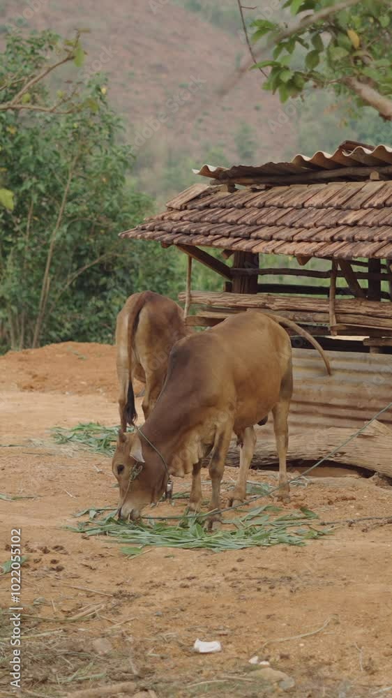 cows eat palm leaves next to a hut among the trees in a poor area of vietnam cows eat palm leaves next to a hut among the trees in a poor area of vietnam
