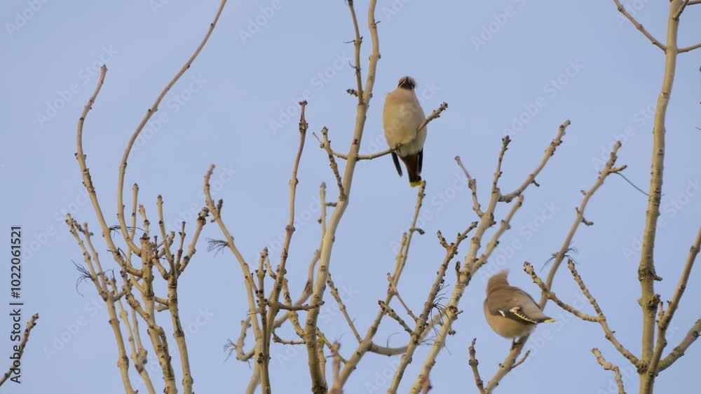 Bohemian waxwings (Bombycilla garrulus), pair of birds in top of tree, swaying in light breeze Bohemian waxwings (Bombycilla garrulus), pair of birds in top of tree, swaying in light breeze