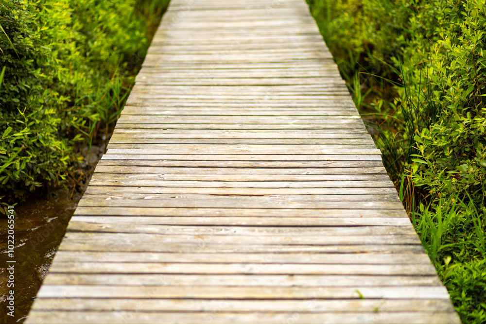 Fototapeta premium A wooden pathway through lush greenery during a sunny day in a tranquil nature reserve