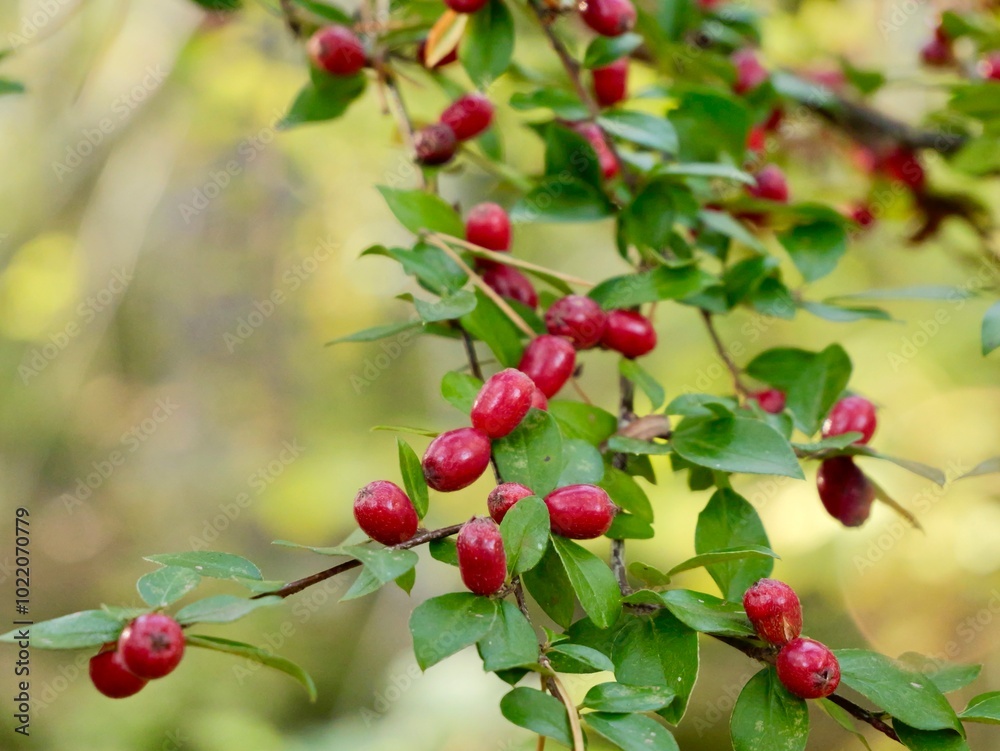 Red berries on a bush of the spreading cotoneaster (Cotoneaster divaricatus). It is native to China, and has been introduced to Canada, US, Europe, Kenya, New Zealand. Sweden Red berries on a bush of the spreading cotoneaster (Cotoneaster divaricatus). It is native to China, and has been introduced to Canada, US, Europe, Kenya, New Zealand. Sweden