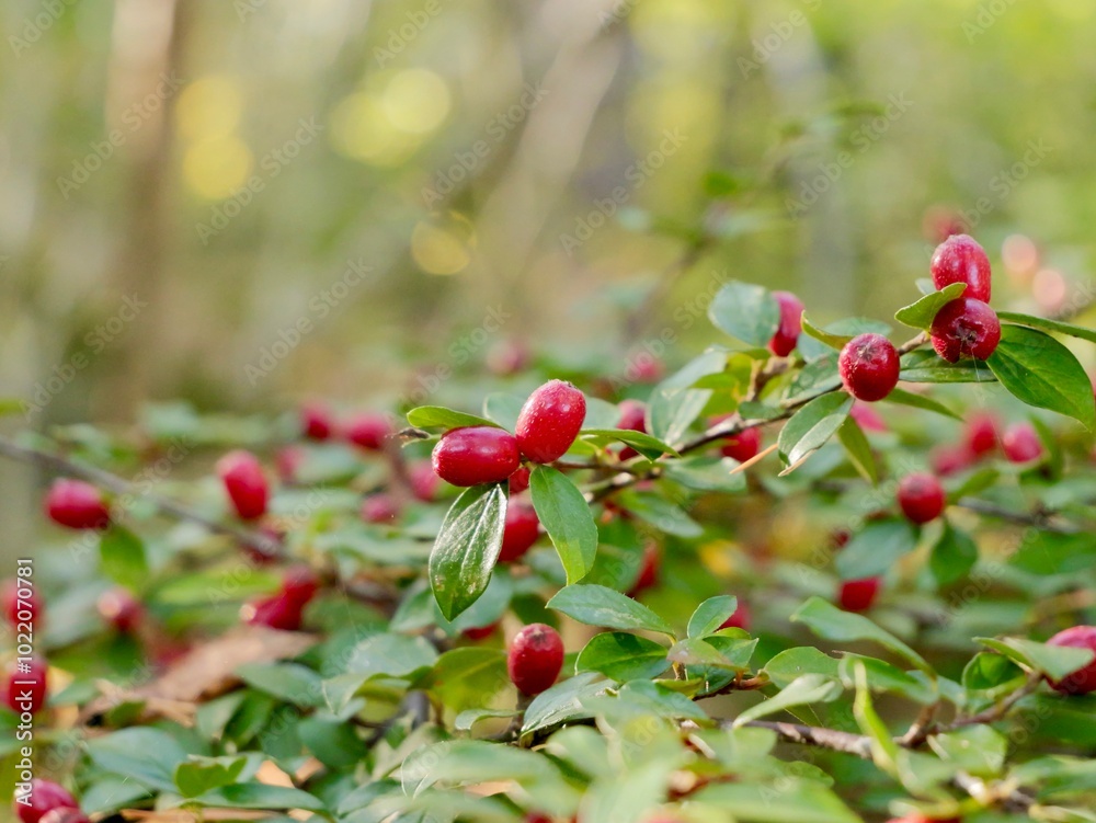 Red berries on a bush of the spreading cotoneaster (Cotoneaster divaricatus). It is native to China, and has been introduced to Canada, US, Europe, Kenya, New Zealand. Sweden Red berries on a bush of the spreading cotoneaster (Cotoneaster divaricatus). It is native to China, and has been introduced to Canada, US, Europe, Kenya, New Zealand. Sweden