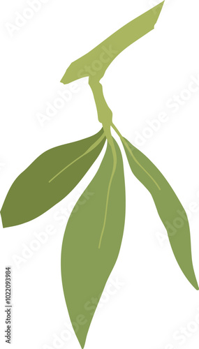 Green olives. Cartoon organic mediterranean fruit, agriculture organic vegetable vegan food, natural healthy product. Vector isolated set on white background