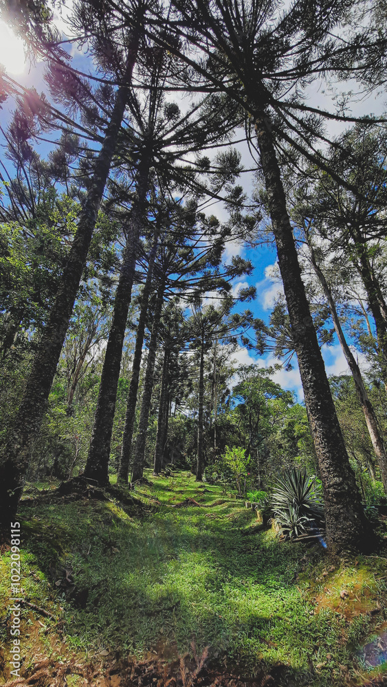 Fototapeta premium forest in autumn