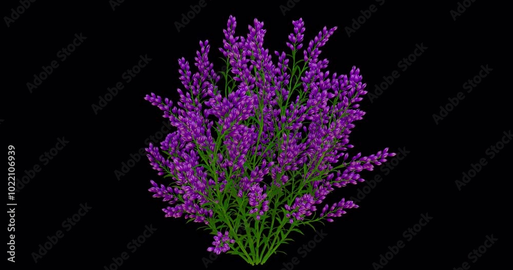 Levander flowers growing on transparent alpha channel Levander flowers growing on transparent alpha channel