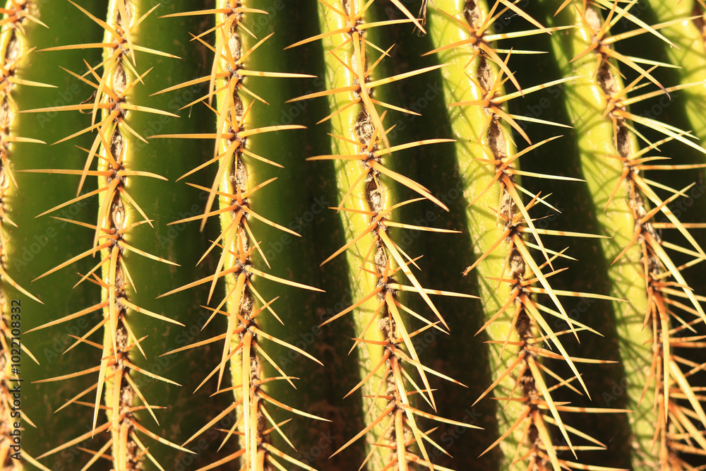 Cactus spines close-up, selective focus. Green cactus, plant, natural background. Sharp spines Cactus spines close-up, selective focus. Green cactus, plant, natural background. Sharp spines