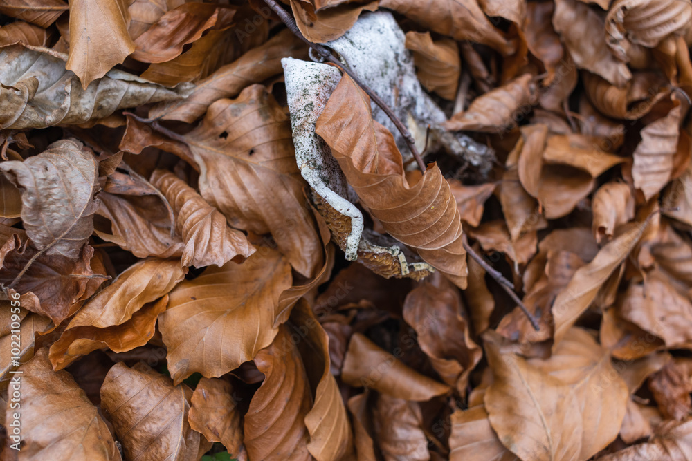 Φωτογραφία Brown autumn leaves on the ground in the park, autumn background with autumn dry