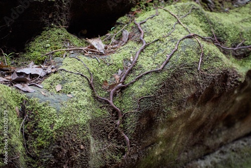 The trails and animals of Bako National Park, Sarawak Province, Malaysian Borneo photo