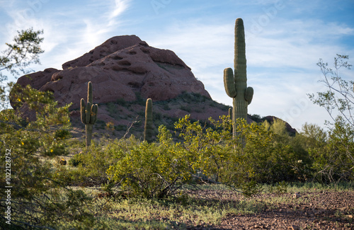 cactus in the desert