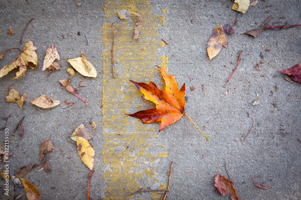 Bright orange maple leaf lying on concrete pavement Bright orange maple leaf lying on concrete pavement