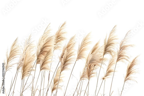 wheat isolated on white background