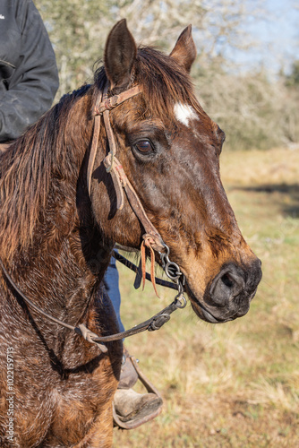 A sweating horse on a cattle round up in Texas.