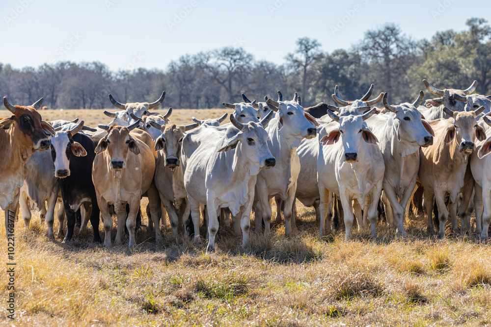 custom made wallpaper toronto digitalAmerican Brahman cattle on a Texas ranch.