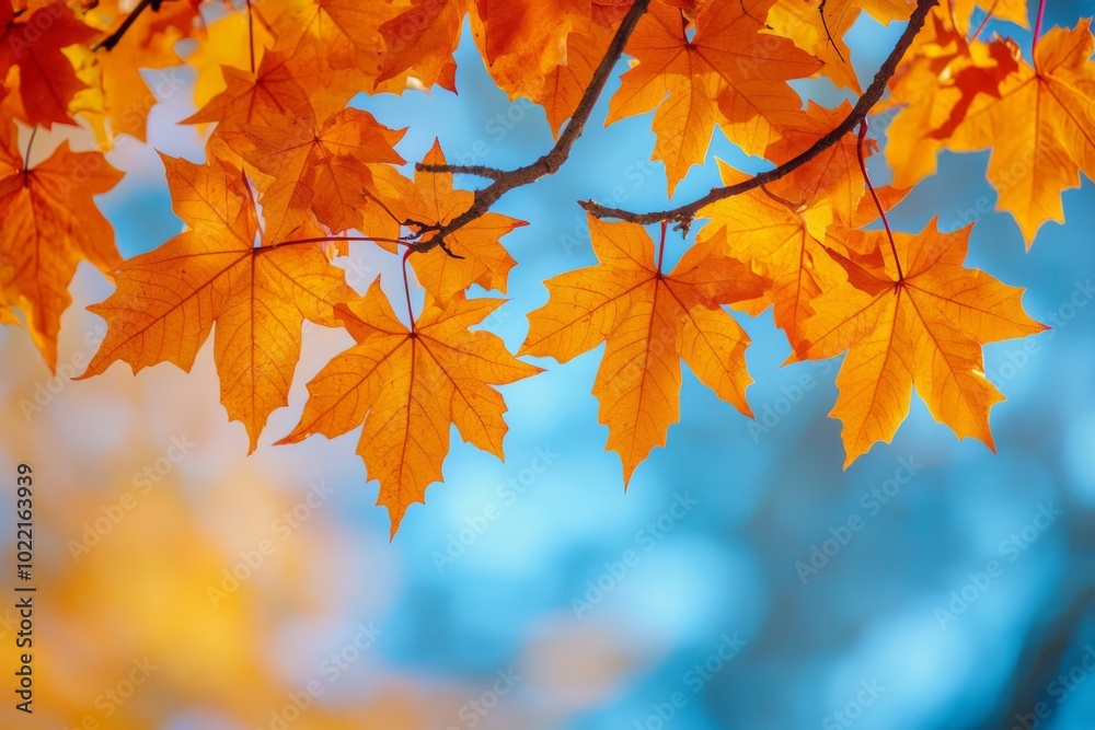 Fallen Leaves Season Background Fallen Leaves Season Background