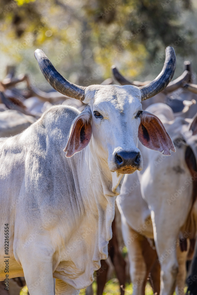 American Brahman cattle on a Texas ranch.