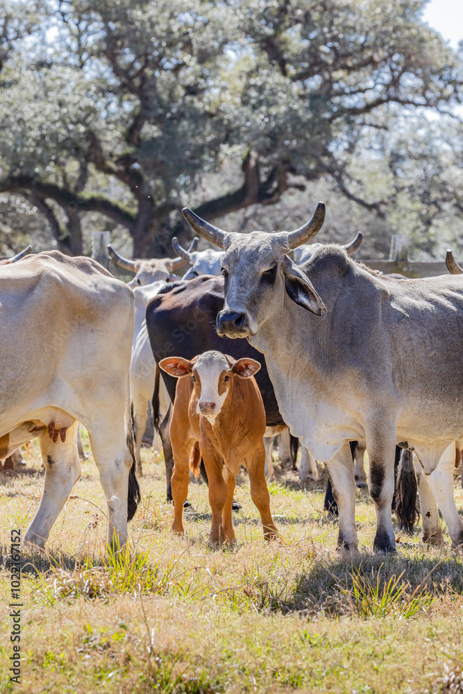 American Brahman cows and calves on a Texas ranch. American Brahman cows and calves on a Texas ranch.