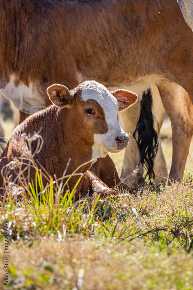 American Brahman cows and calves on a Texas ranch.