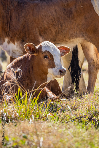 Obraz na płótnie American Brahman cows and calves on a Texas ranch. w salonie