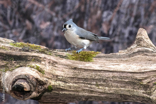 Tufted titmouse on a log.