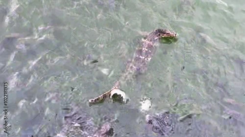 Water Monitor Swimming with Fish in Natural Habitat photo