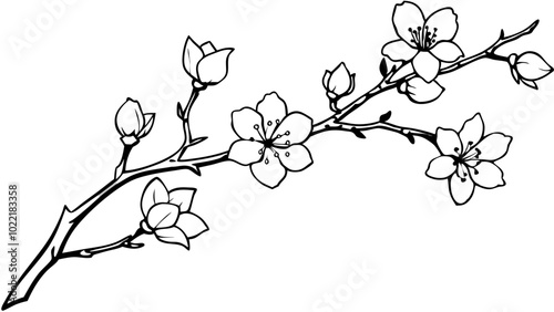 pen drawing a branch of a cherry tree in blossom,
