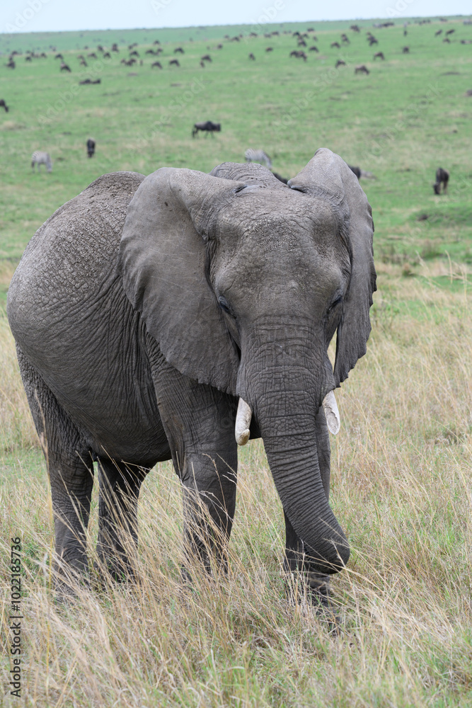 Elephant on a stroll Elephant on a stroll