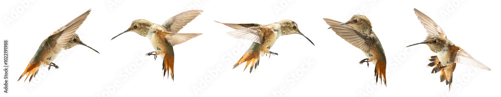 Naklejka premium Set of Five Rufous Hummingbird In Flight Isolated. Transparent PNG.